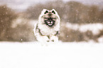 Keeshond