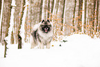 Keeshond