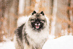 Keeshond