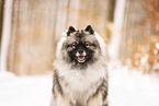 Keeshond