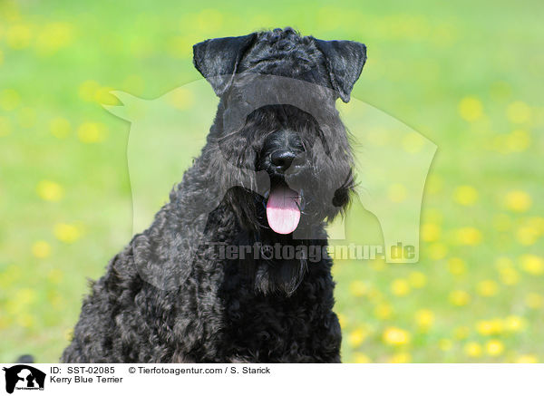 Kerry Blue Terrier / Kerry Blue Terrier / SST-02085