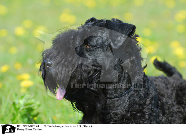 Kerry Blue Terrier / Kerry Blue Terrier / SST-02094