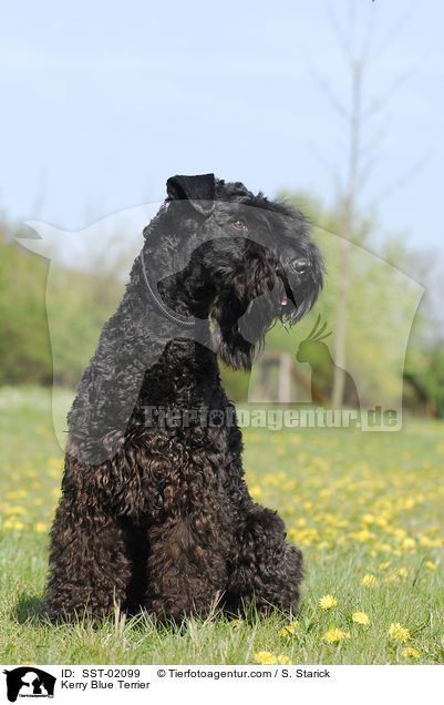 Kerry Blue Terrier / Kerry Blue Terrier / SST-02099