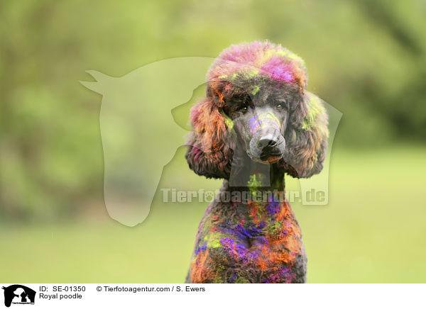 Knigspudel Portrait / Royal poodle / SE-01350