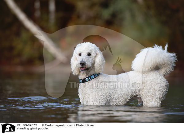 standing giant poodle / BS-07672