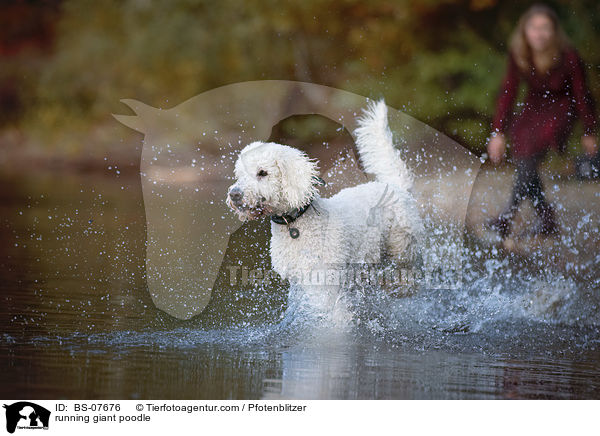 rennender Knigspudel / running giant poodle / BS-07676
