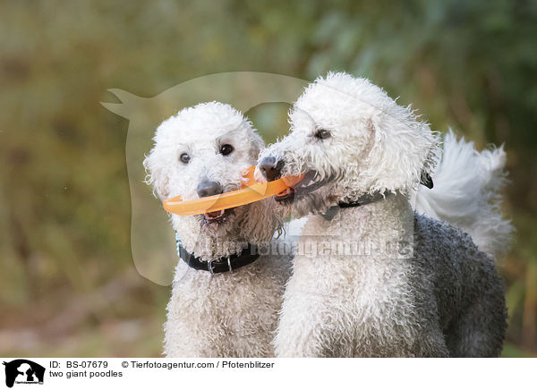 zwei Knigspudel / two giant poodles / BS-07679