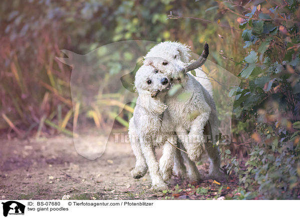zwei Knigspudel / two giant poodles / BS-07680