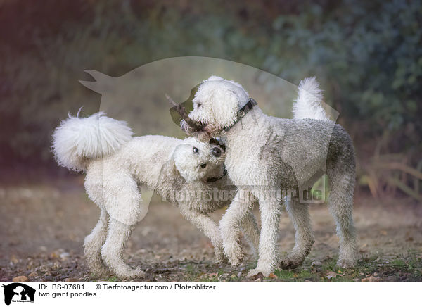 zwei Knigspudel / two giant poodles / BS-07681