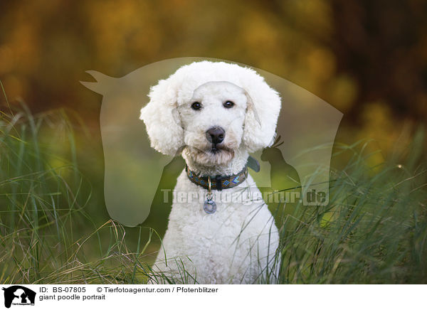 Knigspudel Portrait / giant poodle portrait / BS-07805