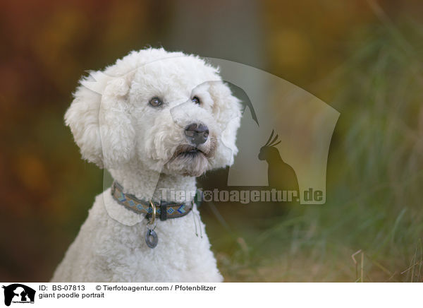 Knigspudel Portrait / giant poodle portrait / BS-07813