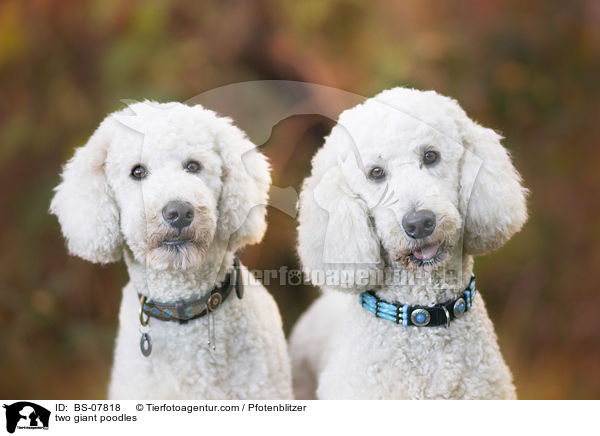 zwei Knigspudel / two giant poodles / BS-07818