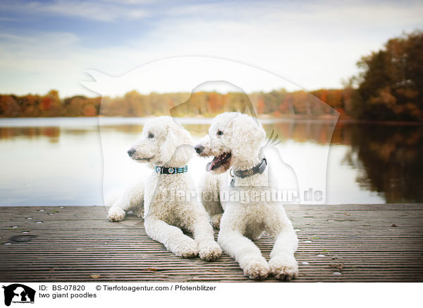 zwei Knigspudel / two giant poodles / BS-07820