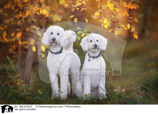 zwei Knigspudel / two giant poodles / BS-07833