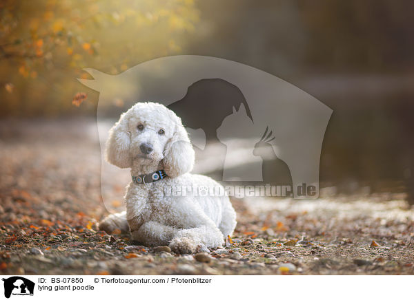 liegender Knigspudel / lying giant poodle / BS-07850