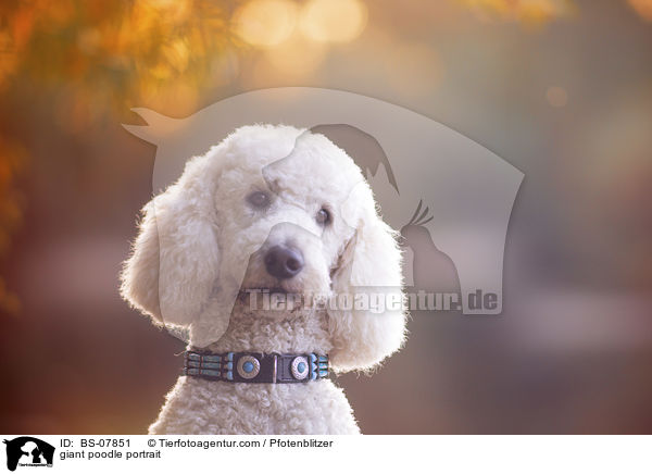 Knigspudel Portrait / giant poodle portrait / BS-07851