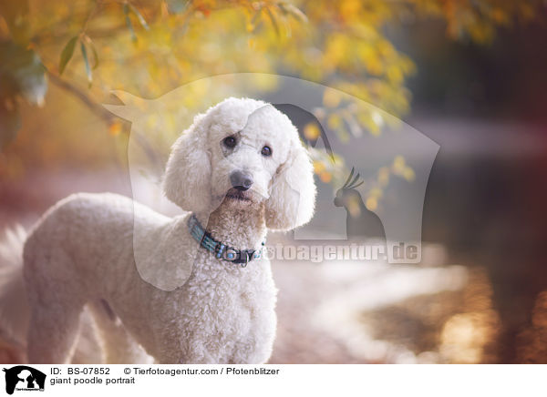 Knigspudel Portrait / giant poodle portrait / BS-07852