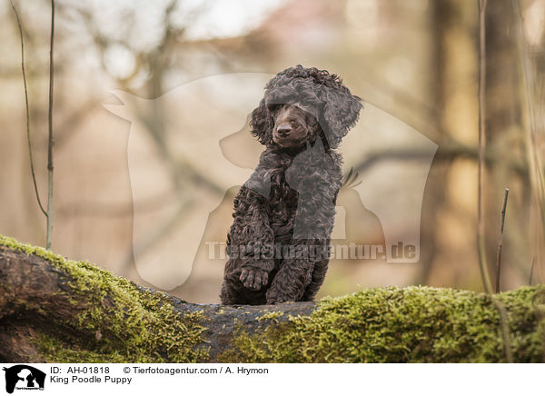 King Poodle Puppy / AH-01818