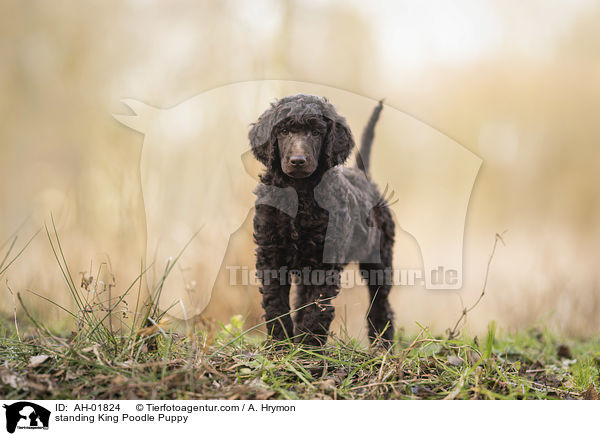 standing King Poodle Puppy / AH-01824