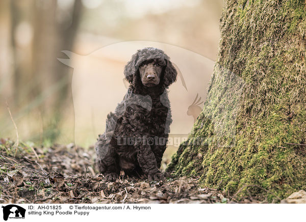 sitting King Poodle Puppy / AH-01825