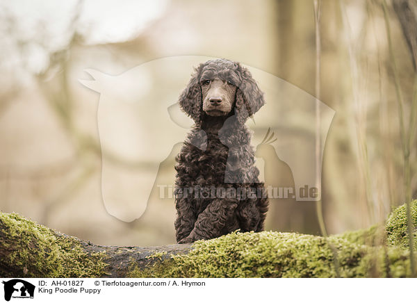 King Poodle Puppy / AH-01827