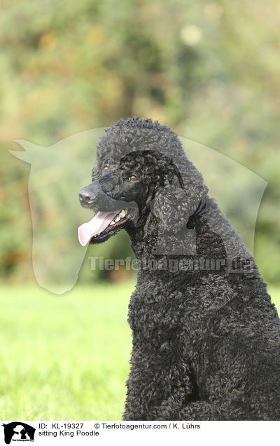 sitting King Poodle / KL-19327