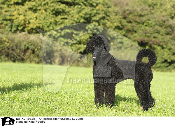 standing King Poodle / KL-19328