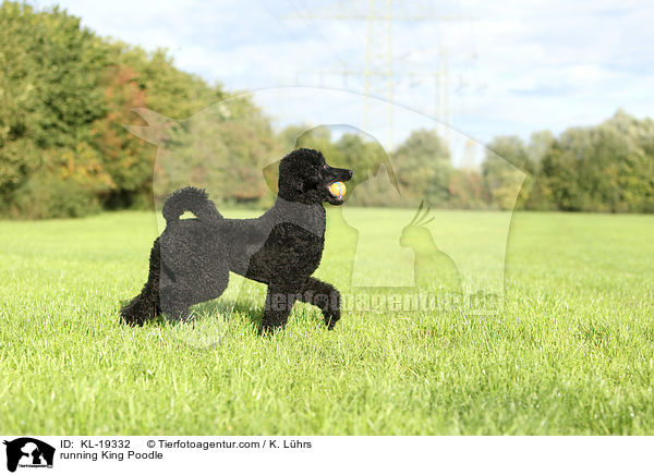 running King Poodle / KL-19332