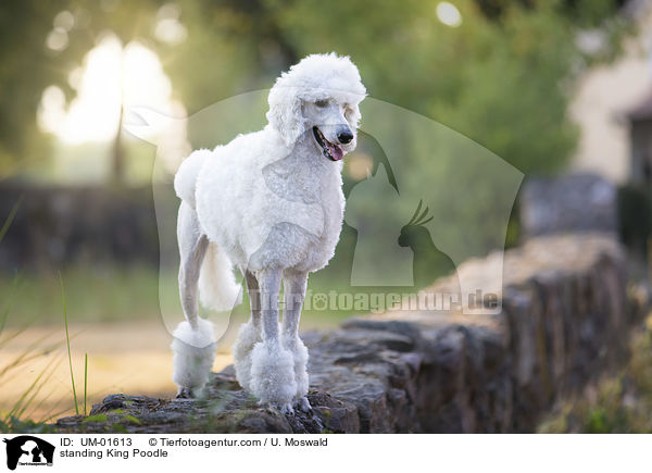 stehender Knigspudel / standing King Poodle / UM-01613