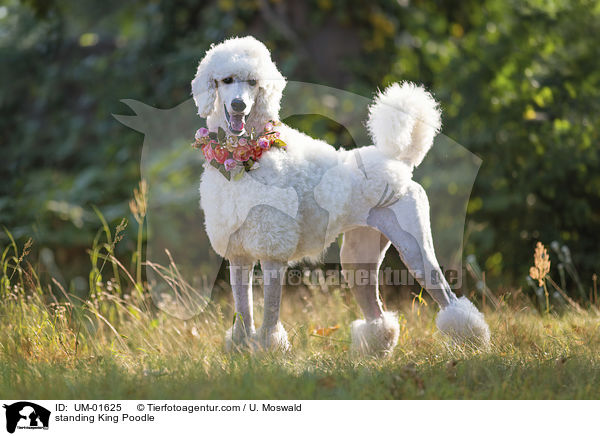 standing King Poodle / UM-01625