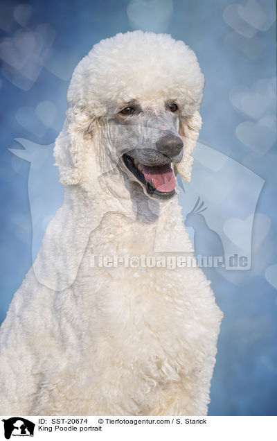 King Poodle portrait / SST-20674