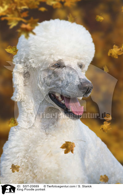 Knigspudel Portrait / King Poodle portrait / SST-20689