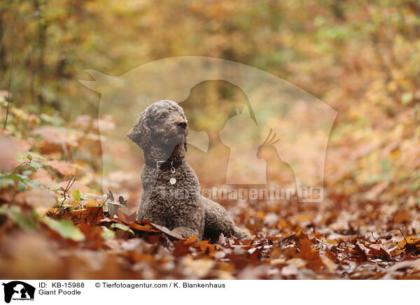 Knigspudel / Giant Poodle / KB-15988