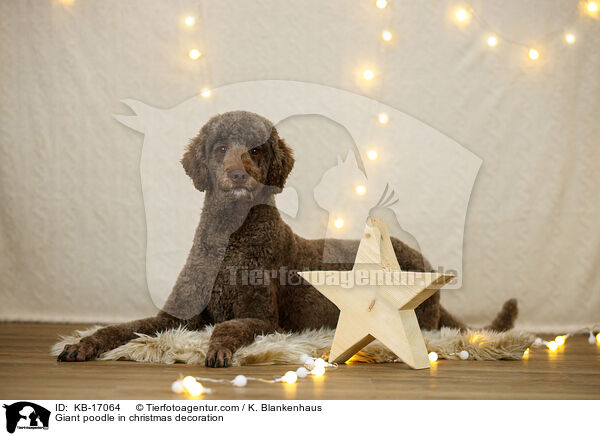 Knigspudel in Weihnachtsdekoration / Giant poodle in christmas decoration / KB-17064