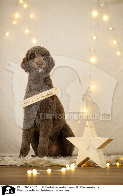 Knigspudel in Weihnachtsdekoration / Giant poodle in christmas decoration / KB-17067