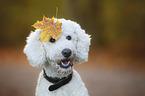 giant poodle portrait