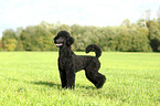 standing King Poodle