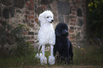 King Poodles