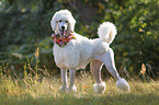 standing King Poodle