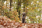 Giant Poodle