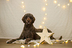 Giant poodle in christmas decoration