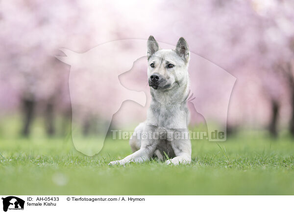 Kishu Hndin / female Kishu / AH-05433