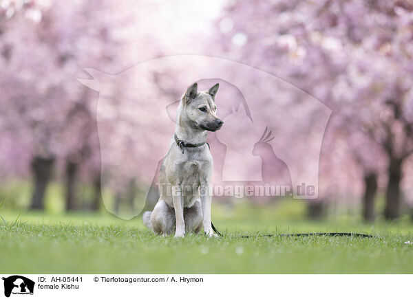 female Kishu / AH-05441