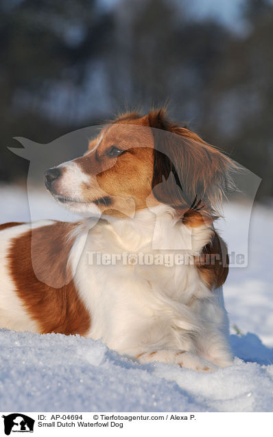 Kooikerhondje / Small Dutch Waterfowl Dog / AP-04694