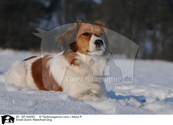 Kooikerhondje / Small Dutch Waterfowl Dog / AP-04695