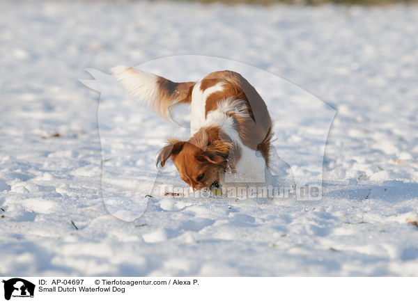 Kooikerhondje / Small Dutch Waterfowl Dog / AP-04697