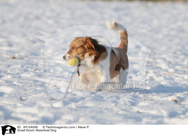 Kooikerhondje / Small Dutch Waterfowl Dog / AP-04698