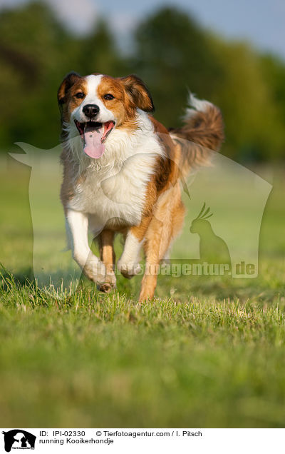 running Kooikerhondje / IPI-02330