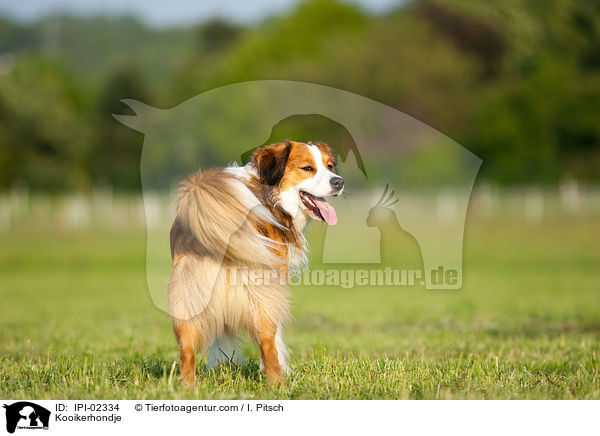 Kooikerhondje / IPI-02334