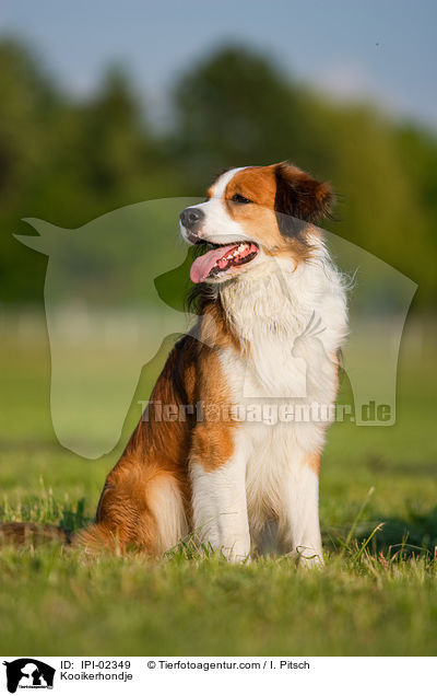 Kooikerhondje / Kooikerhondje / IPI-02349